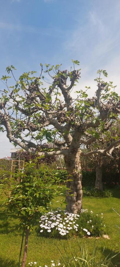 דירות זאדאר Olive Tree מראה חיצוני תמונה